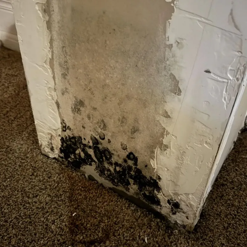 Professional Mold Removal in La Grange, NC